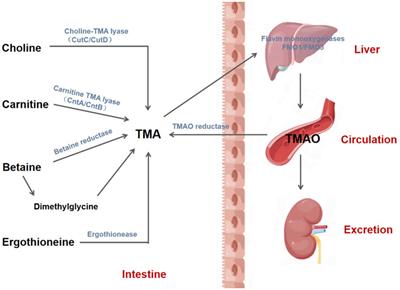 Trimethylamine-N-oxide: a potential biomarker and therapeutic target in ischemic stroke